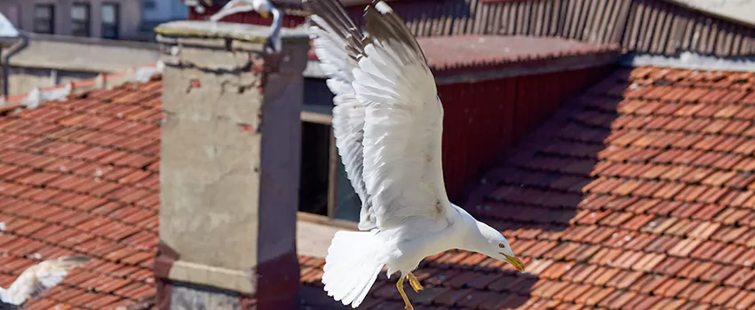 Residential Chimney Animal Removal Solution in Boone, NC