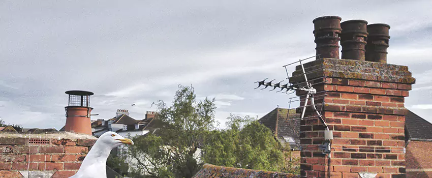 Chimney Cleaning And Restoration in Boone, North Carolina